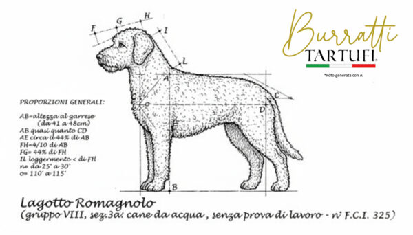 lagotto romagnolo ai